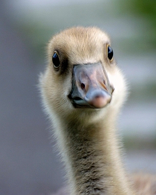quack