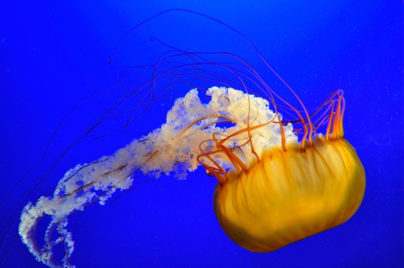 Qualle im Vancouver Aquarium