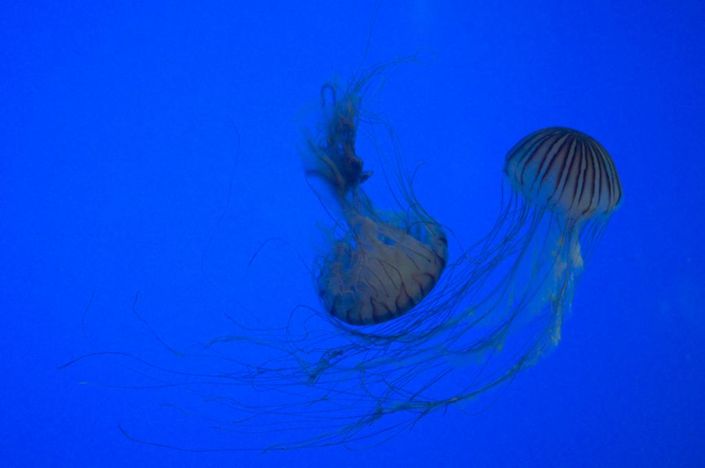 Quallen im Aquarium von La Rochelle