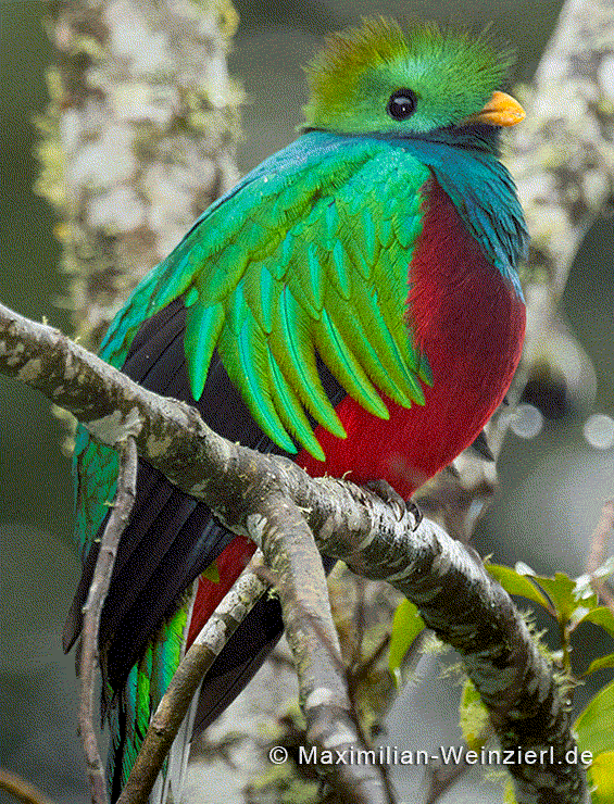 Quetzal©MaximilianWeinzierl