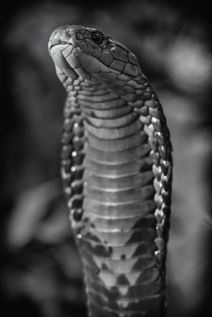 "Cobra"