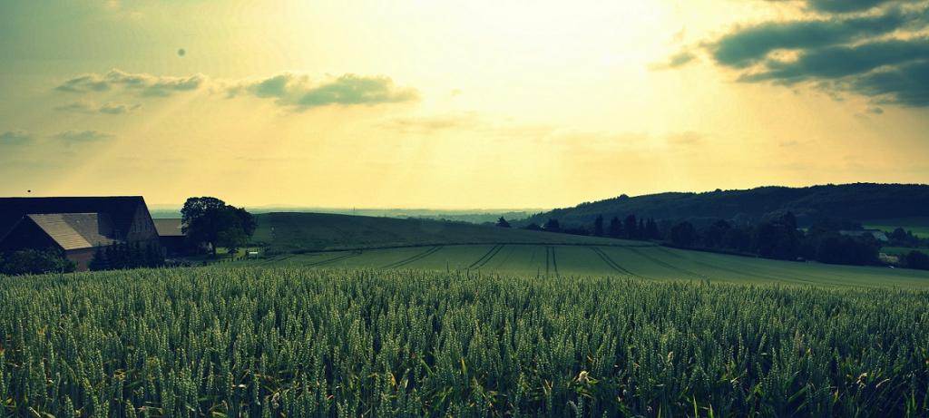 "Landscape"