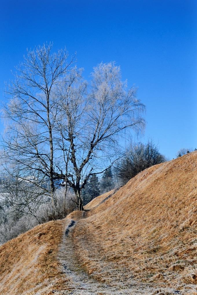 "Reif ohne Schnee"
Aufgenommen in Hindelang bei Sonthofen mit meiner F3 HP. Digitalisiert mit meiner D4 mittels Dia-Replikator.