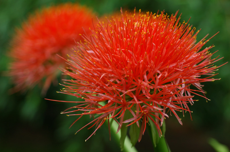 rätselblume