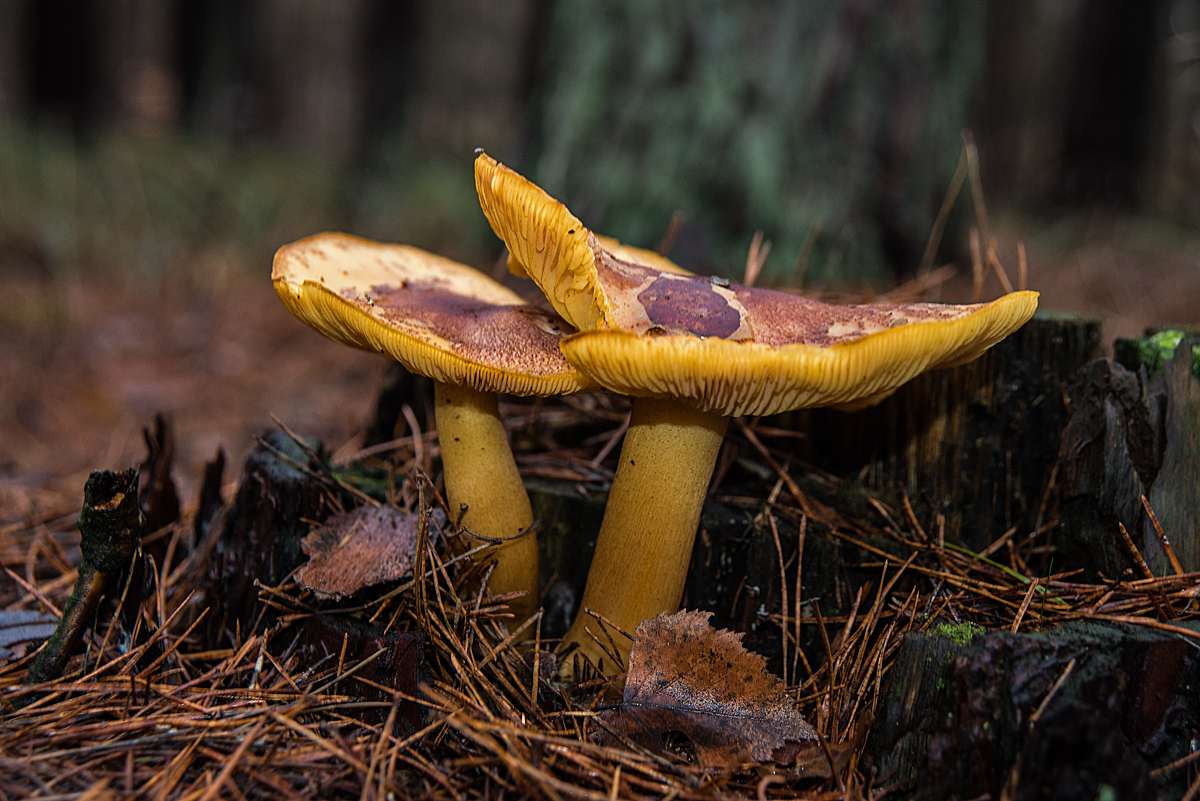 Rötlicher Holzritterling