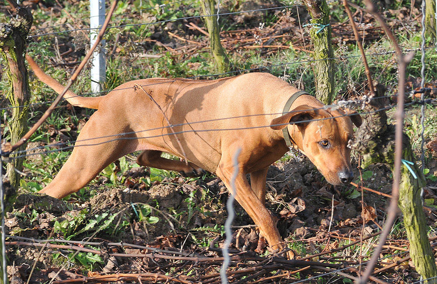 Rü Nov 09 018
