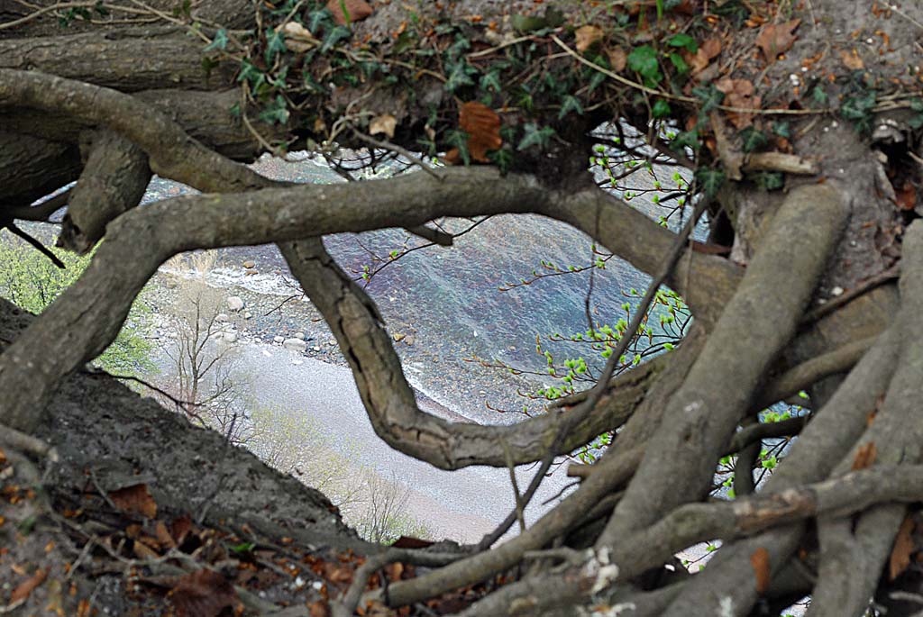 Rügen, Küste durch die Wurzel gesehen (D40, 55mm) DSC 3608 x