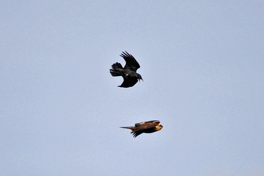 Rabe gegen Steinadler
