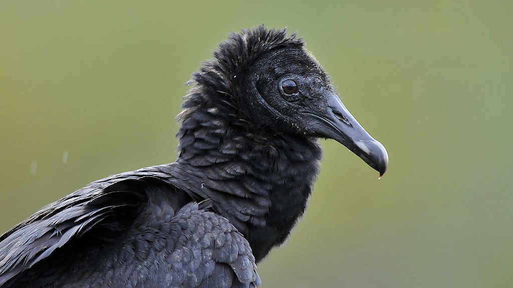 Rabengeier (American Black Vulture)
Surama
2070