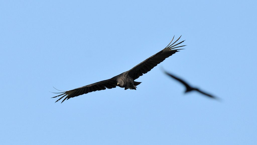 Rabengeier (Black Vulture)
Karanambu
5367