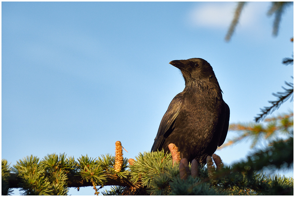 Rabenkrähe (Corvus corone)