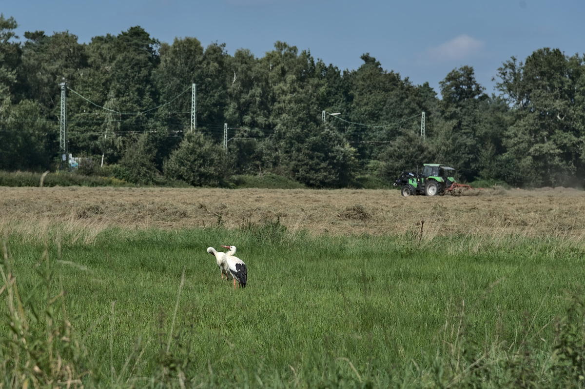RAD_5558.jpg