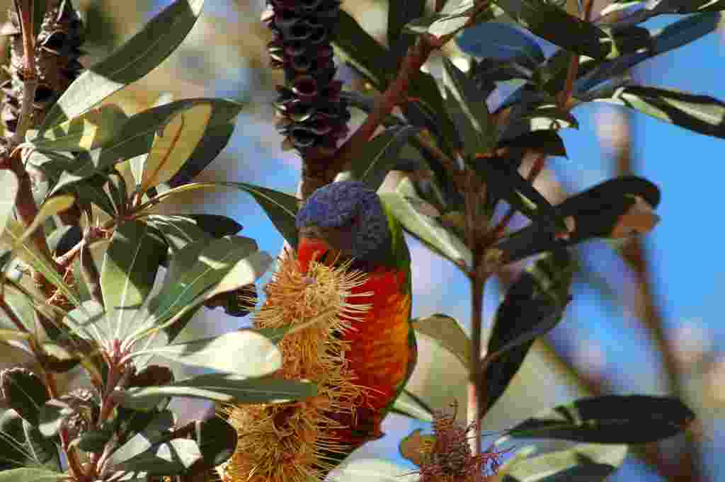 Rainbow Lorikeet, Byron Bay