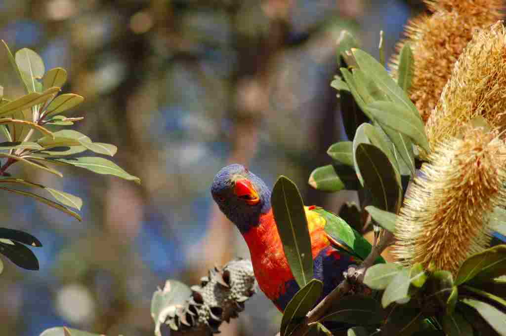 Rainbow Lorikeet, Byron Bay