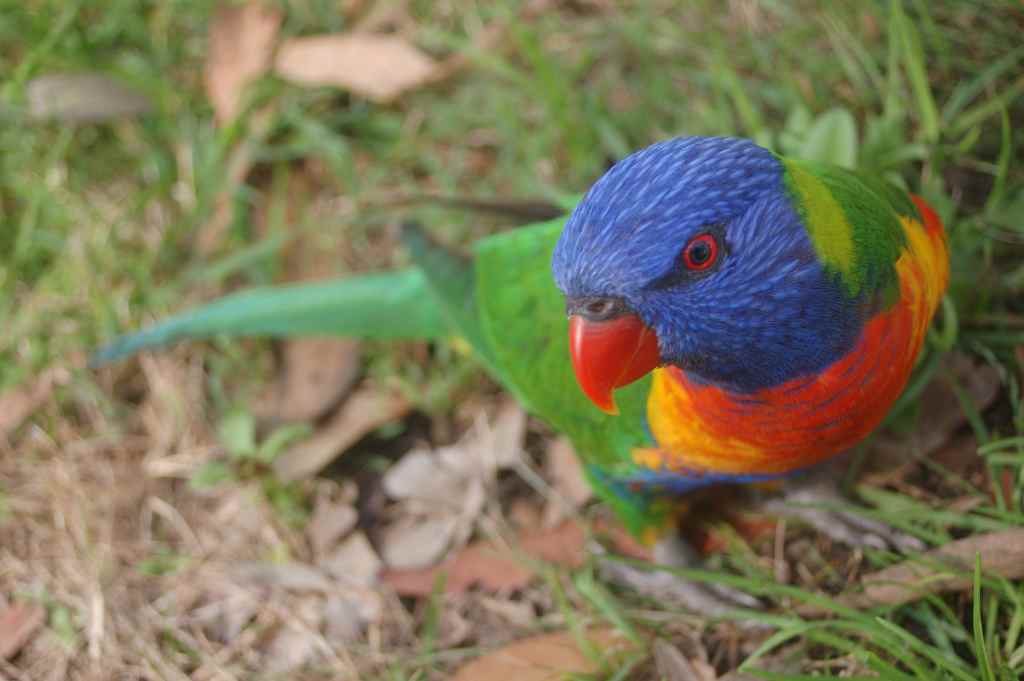 Rainbow Lorikeet, Lane Cove NP, Sydney