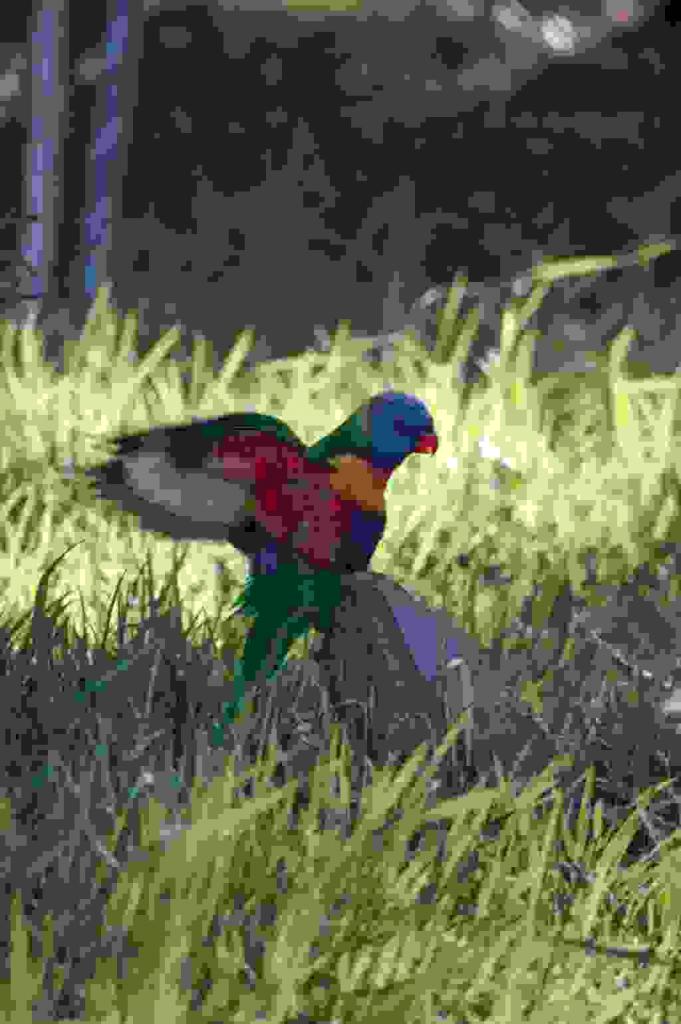 Rainbow Lorikeet, Port Macquarie
