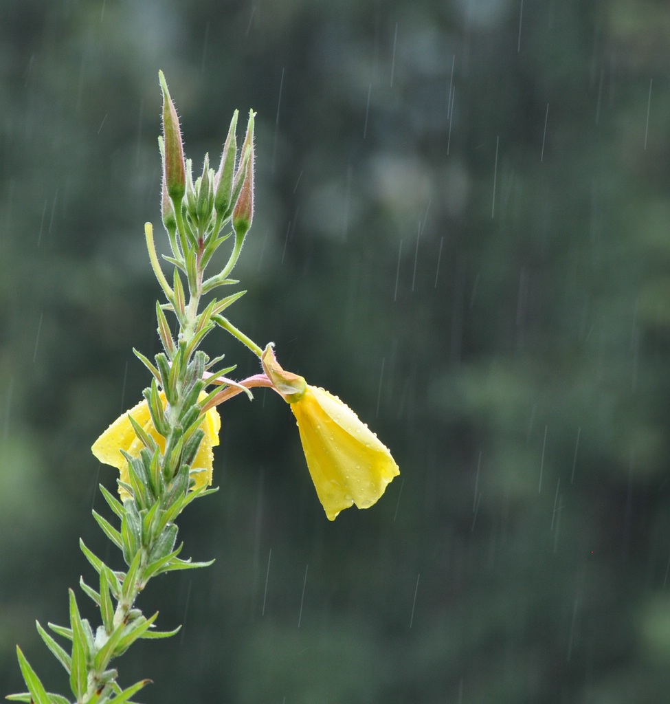 Raindrops

D5000 / Nikkor 55-200 VR

200.0mm / f/9.0 / 0.017s (1/60) / ISO 280