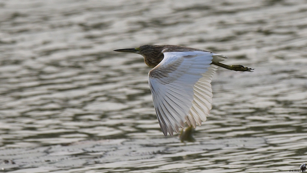 Rallenreiher (Squacco Heron)
Am Krokodilteich, Yamoussoukro

s185 Yamoussoukro Squacco Heron 6573