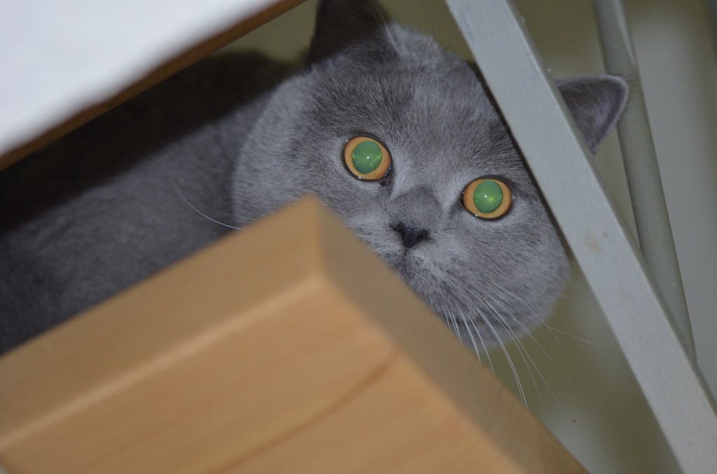 Ramses 1