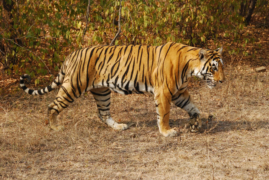 Ranthambore