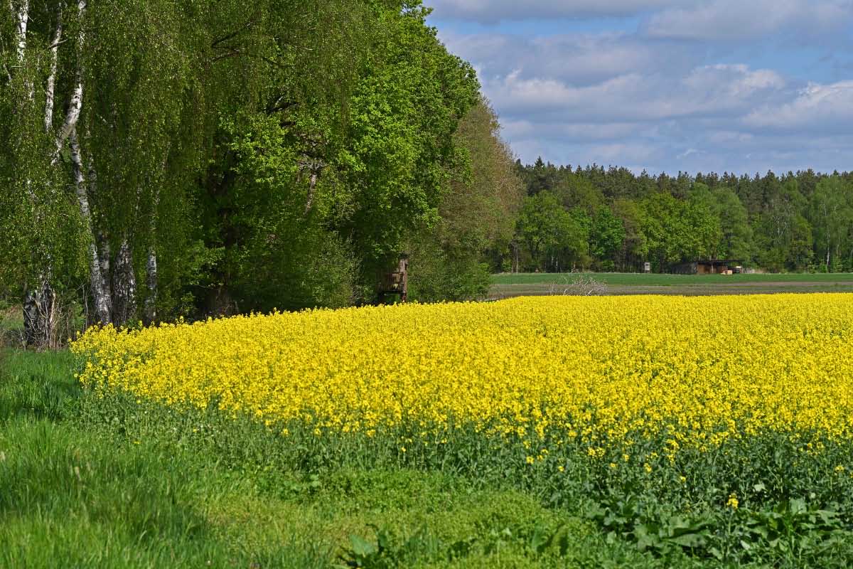 Rapsfeld 2.jpg