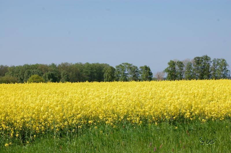 Rapsfeld - ich kann es fast riechen