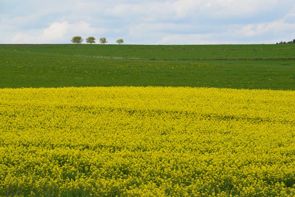Rapsfeld