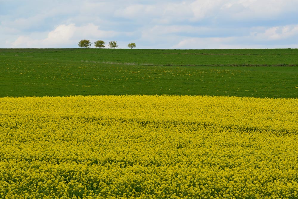 Rapsfeld3