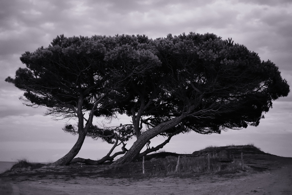 Raschbaum DXO