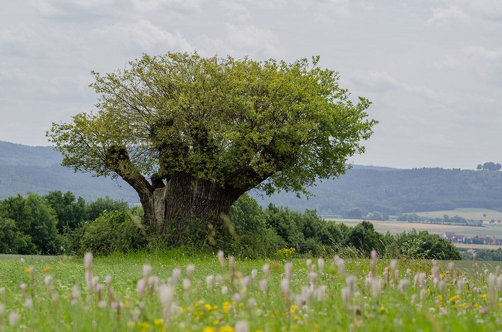 Rasierpinselbaum