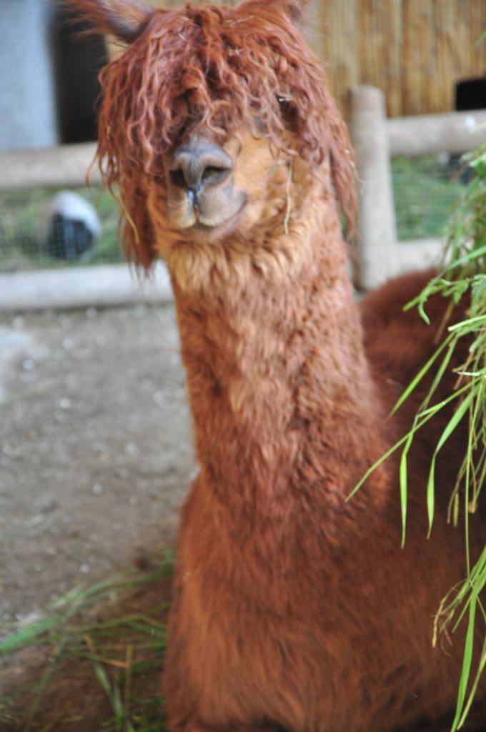 Rasterlama