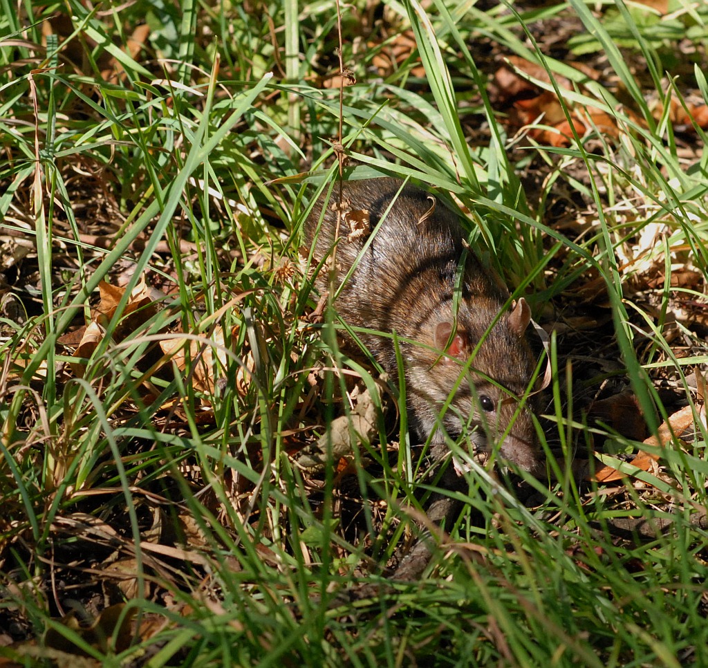 Ratte