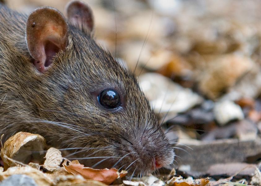 Ratte01 crop
Kontrast erhöht, Farbsättigung auch, geschärft