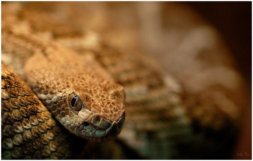 Rattlesnake 1