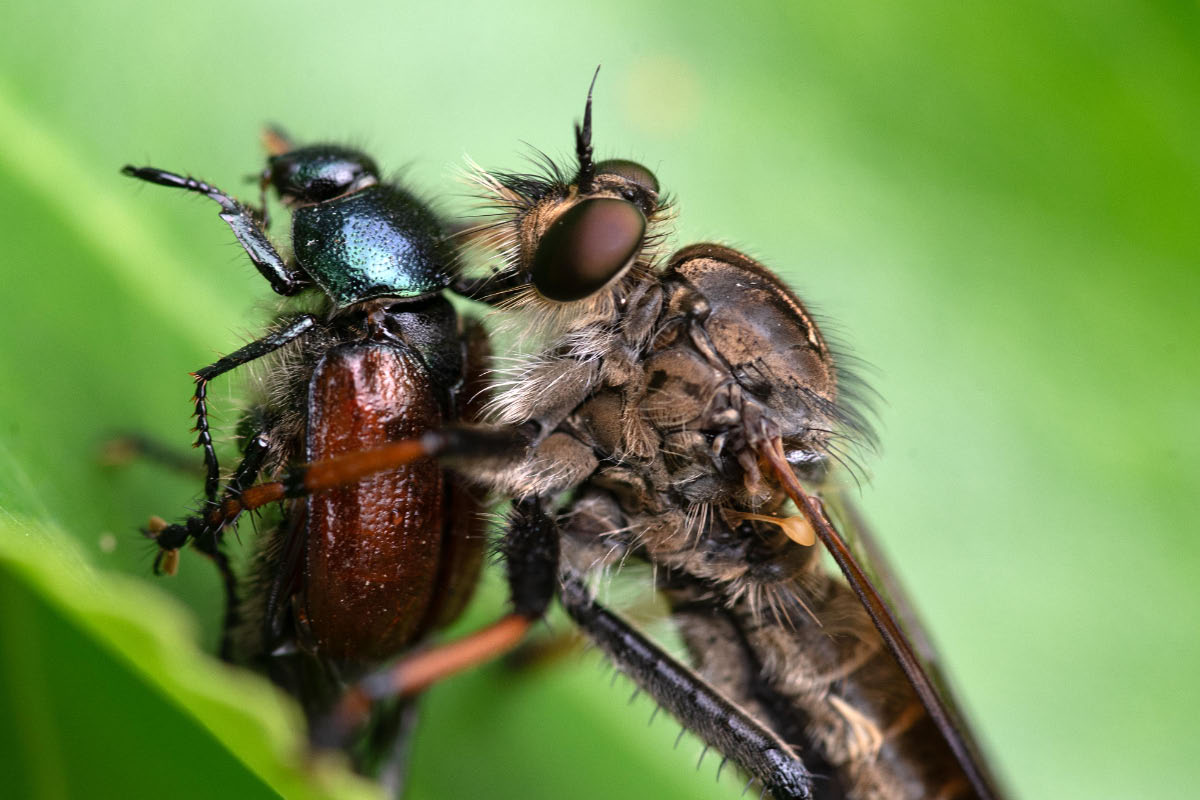 Raubfliege und Junikäfer 2.jpg