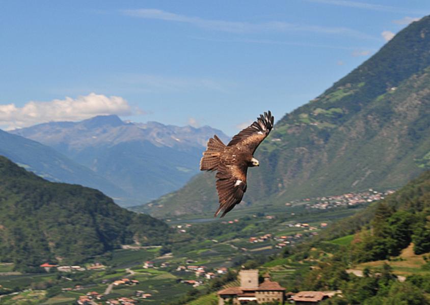 Raubvogel in Meran