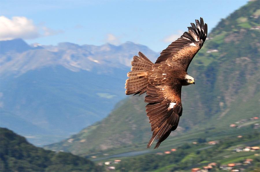 Raubvogel Meran 2