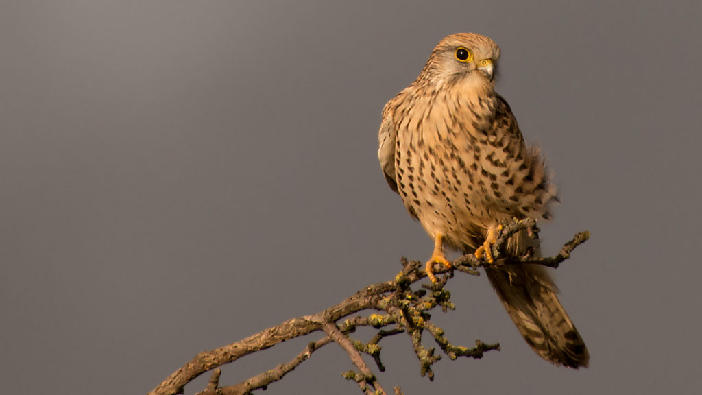 Raubvogel