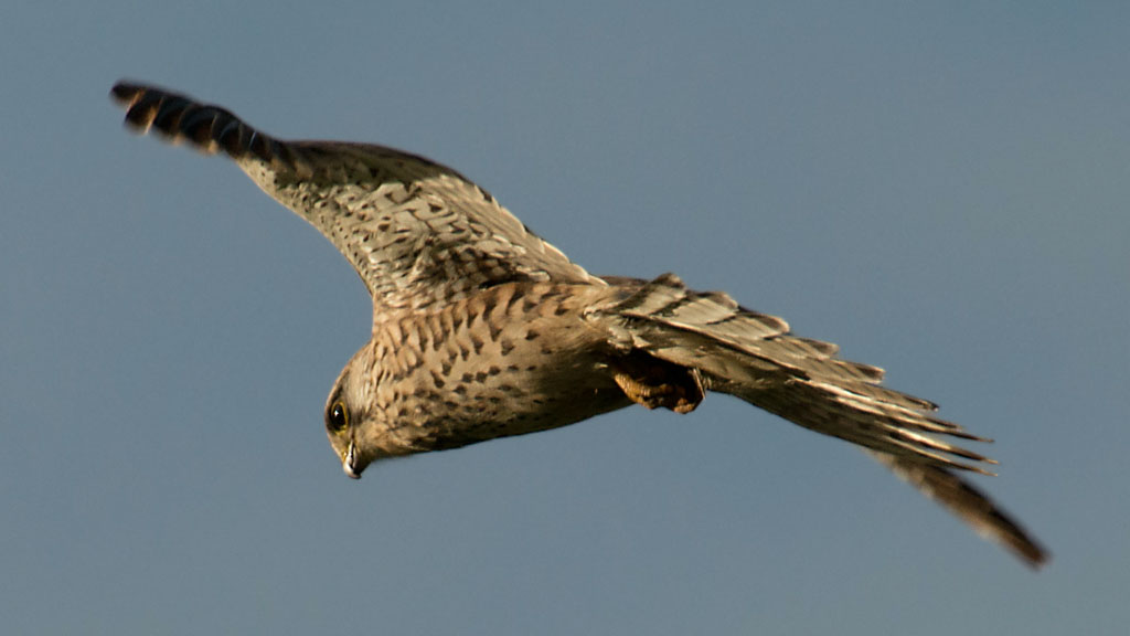 Raubvogel2
