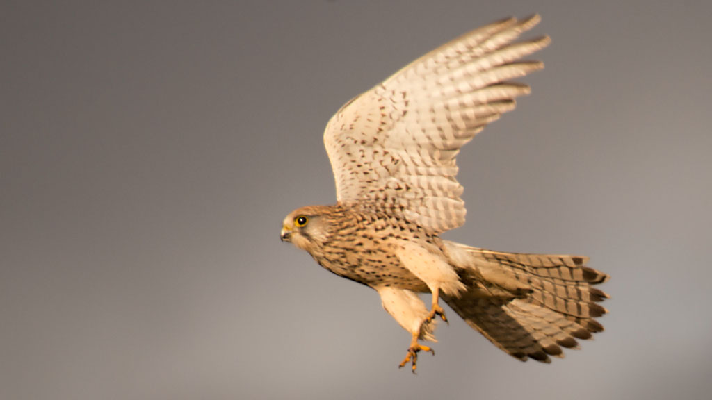 Raubvogel3