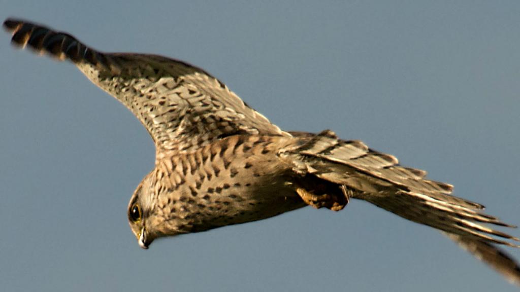 Raubvogel4