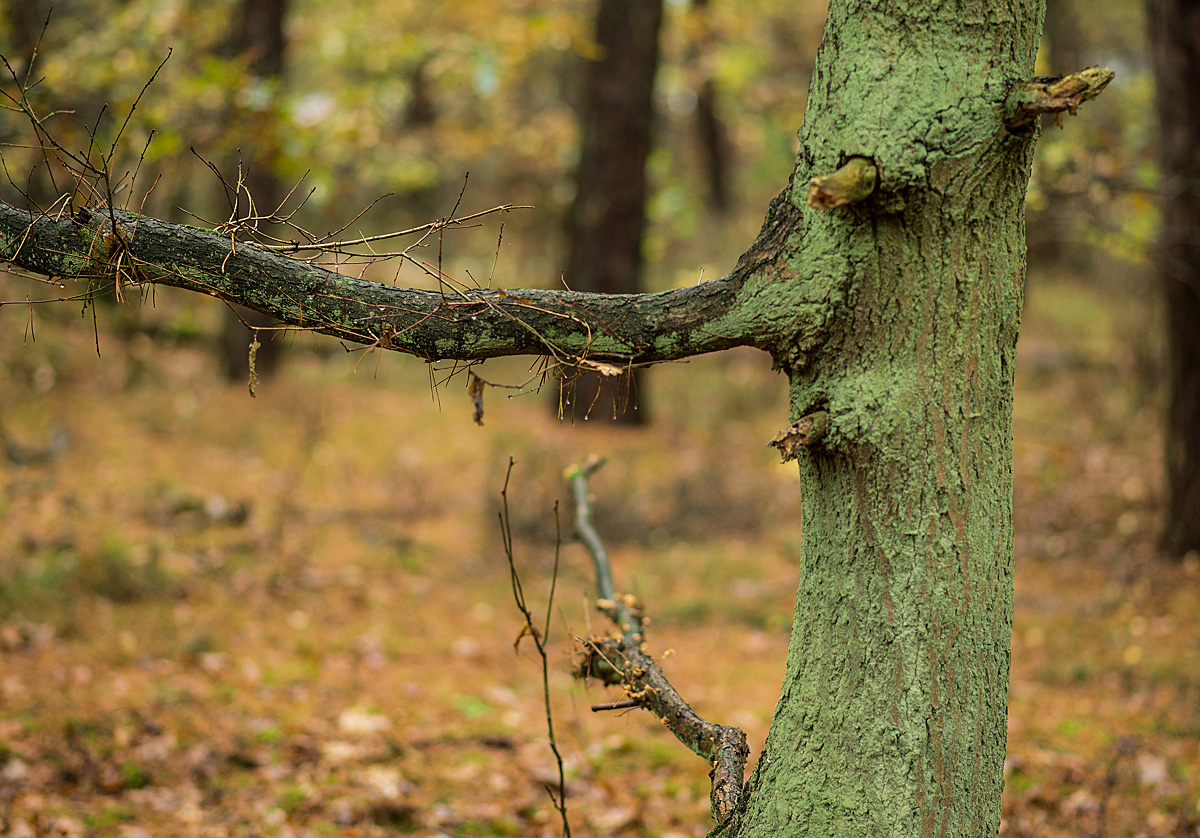 Rauchender Baum
