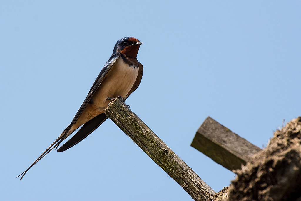 Rauchschwalbe II