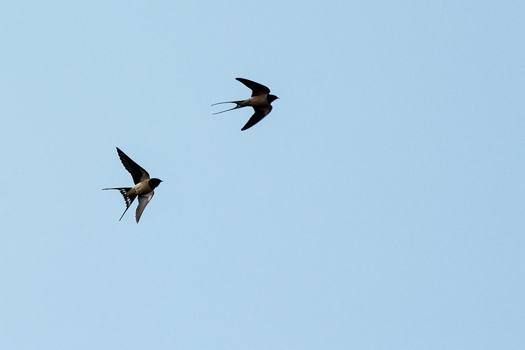 Rauchschwalben im Flug