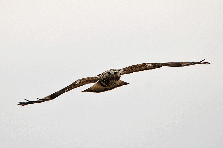 Raufußbussard