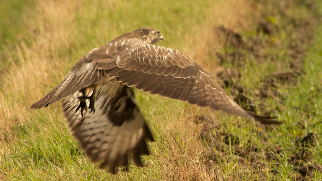 Raufussbussard am Start2