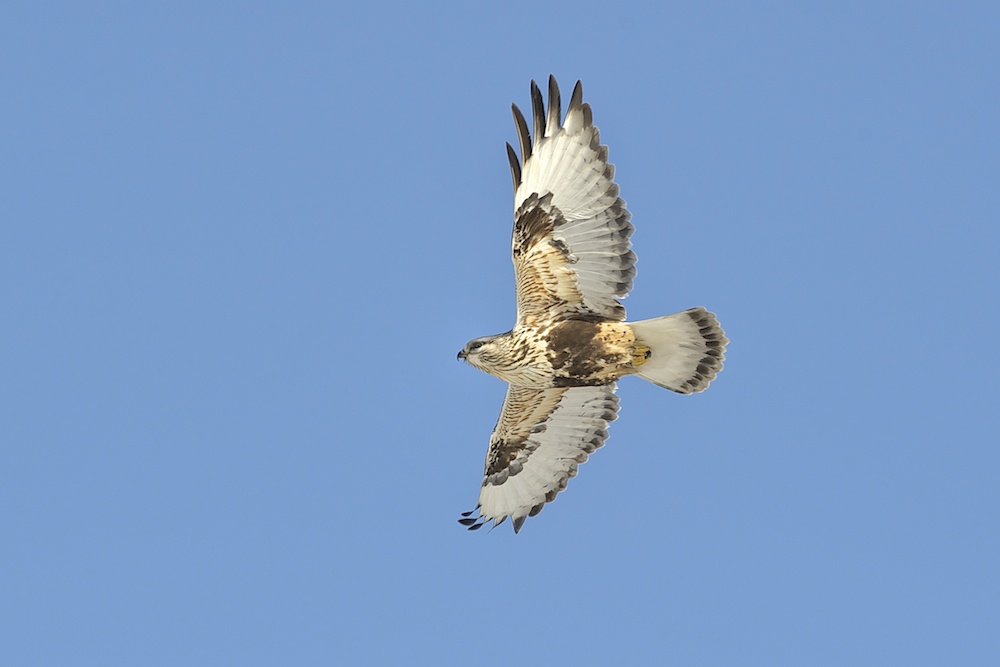 Rauhfussbussard, Kanada