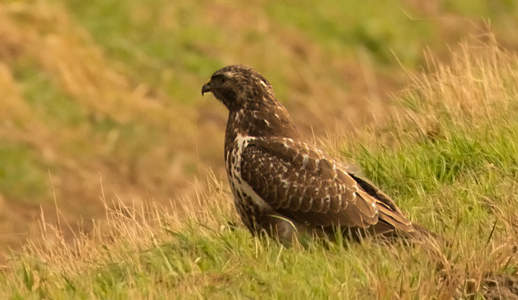 Rauhfussbussard