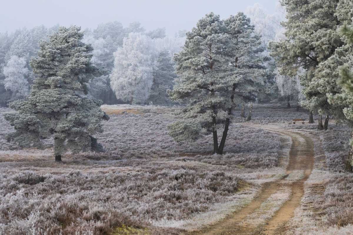 Rauhreifheide 1.jpg
