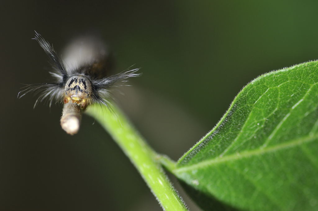 Raupe im Anmarsch
